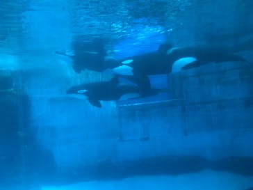 名古屋港水族館に投稿された画像（2022/5/27）