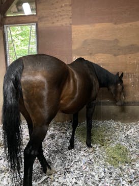 ノーザンホースパークに投稿された画像（2022/8/1）