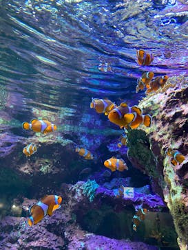 サンシャイン水族館に投稿された画像（2022/8/1）