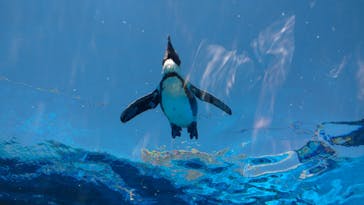 サンシャイン水族館に投稿された画像（2022/8/1）