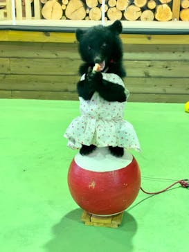 奥飛騨クマ牧場に投稿された画像（2022/8/2）