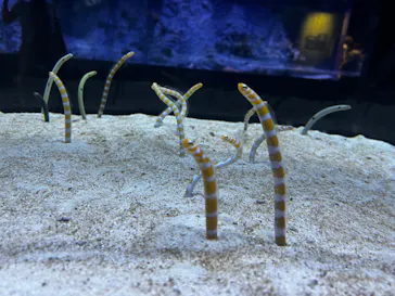 すみだ水族館に投稿された画像（2022/8/2）