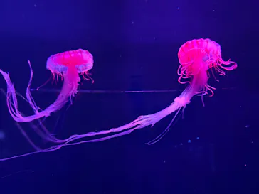 すみだ水族館に投稿された画像（2022/8/2）