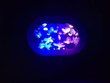 マリンワールド海の中道に投稿された画像（2022/8/2）