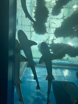 仙台うみの杜水族館に投稿された画像（2022/8/2）