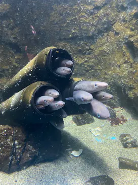 仙台うみの杜水族館に投稿された画像（2022/8/2）
