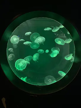 仙台うみの杜水族館に投稿された画像（2022/8/2）