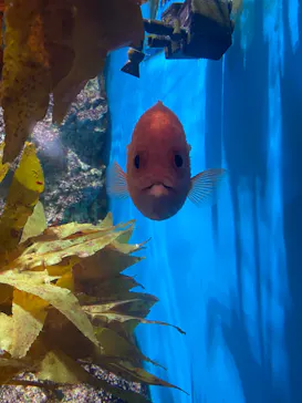 仙台うみの杜水族館に投稿された画像（2022/8/2）