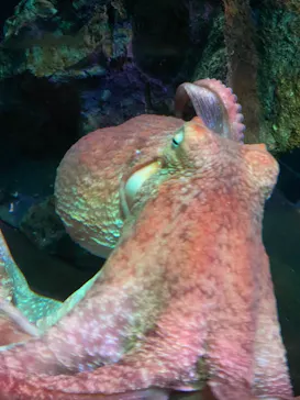 サンシャイン水族館に投稿された画像（2022/8/2）