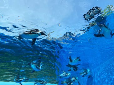 サンシャイン水族館に投稿された画像（2022/8/2）