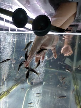 サケのふるさと 千歳水族館に投稿された画像（2022/8/2）