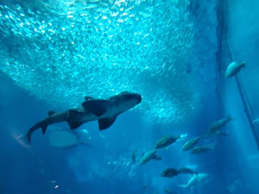 マリンワールド海の中道に投稿された画像（2022/8/2）