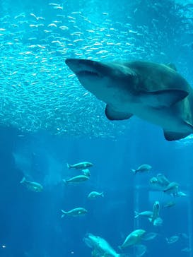 マリンワールド海の中道に投稿された画像（2022/8/2）