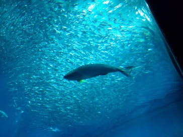 マリンワールド海の中道に投稿された画像（2022/8/2）