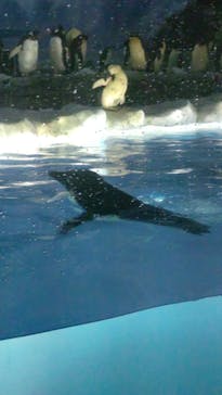 名古屋港水族館に投稿された画像（2022/7/31）