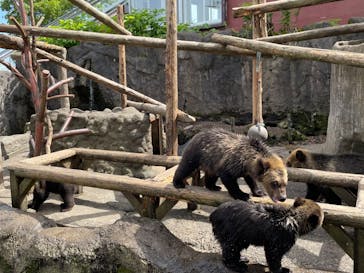 のぼりべつクマ牧場に投稿された画像（2022/8/2）