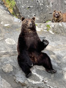 のぼりべつクマ牧場に投稿された画像（2022/8/2）