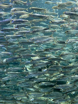サンシャイン水族館に投稿された画像（2022/8/2）