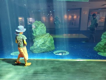 島根県立 しまね海洋館に投稿された画像（2022/8/2）