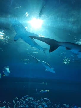 島根県立 しまね海洋館に投稿された画像（2022/8/2）