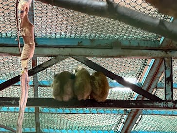 那須ワールドモンキーパークに投稿された画像（2022/8/2）