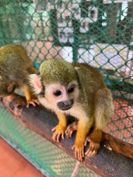 那須ワールドモンキーパークに投稿された画像（2022/8/2）