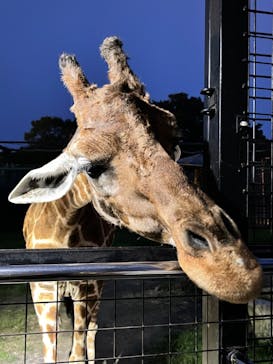 那須サファリパークに投稿された画像（2022/8/3）