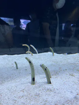 すみだ水族館に投稿された画像（2022/8/3）