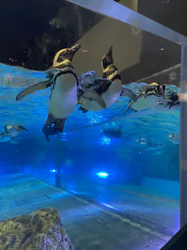 すみだ水族館に投稿された画像（2022/8/3）