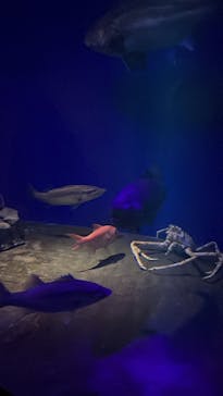 新江ノ島水族館に投稿された画像（2022/8/3）