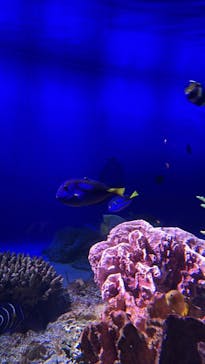 新江ノ島水族館に投稿された画像（2022/8/3）