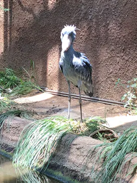 神戸どうぶつ王国に投稿された画像（2022/8/3）