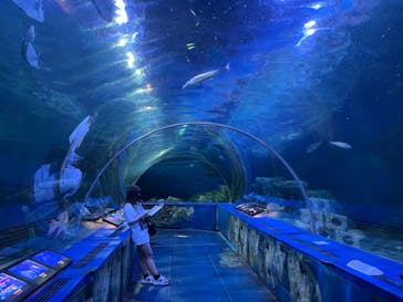 しながわ水族館に投稿された画像（2022/8/3）