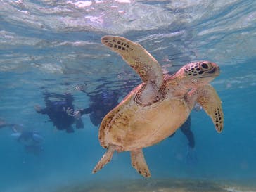 宮古島 ADVENTURE PiPi（ミヤコジマ アドベンチャー ピピ）に投稿された画像（2022/8/3）