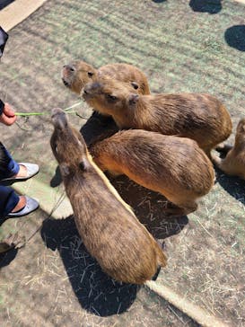 伊豆シャボテン動物公園に投稿された画像（2022/8/3）