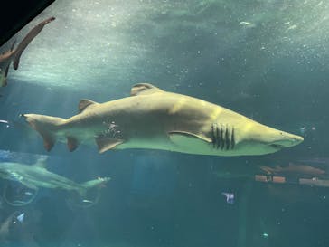 アクアワールド茨城県大洗水族館に投稿された画像（2022/8/3）