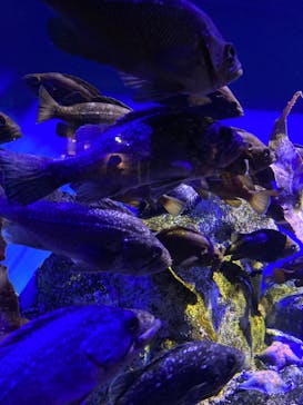 登別マリンパークニクスに投稿された画像（2022/8/3）