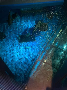 登別マリンパークニクスに投稿された画像（2022/8/3）