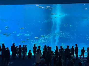 沖縄美ら海水族館に投稿された画像（2022/8/3）