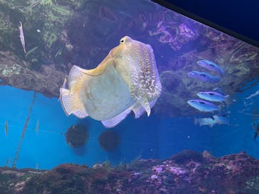 沖縄美ら海水族館に投稿された画像（2022/8/3）