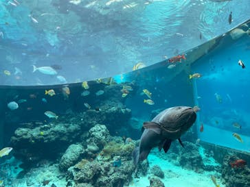 沖縄美ら海水族館に投稿された画像（2022/8/3）