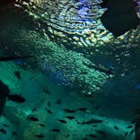 新江ノ島水族館に投稿された画像（2022/8/3）