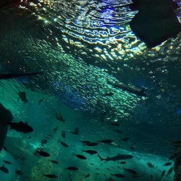 新江ノ島水族館に投稿された画像（2022/8/3）