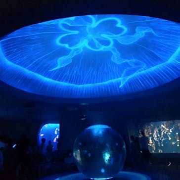 新江ノ島水族館に投稿された画像（2022/8/3）