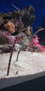 新江ノ島水族館に投稿された画像（2022/8/3）