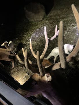 那須サファリパークに投稿された画像（2022/8/3）