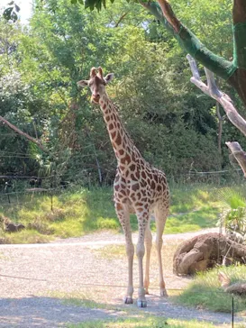 天王寺動物園に投稿された画像（2022/8/3）