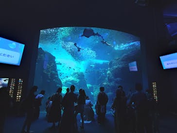 新江ノ島水族館に投稿された画像（2022/8/3）