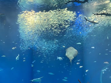アクアワールド茨城県大洗水族館に投稿された画像（2022/8/3）