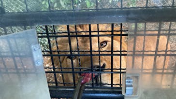 群馬サファリパークに投稿された画像（2022/8/3）